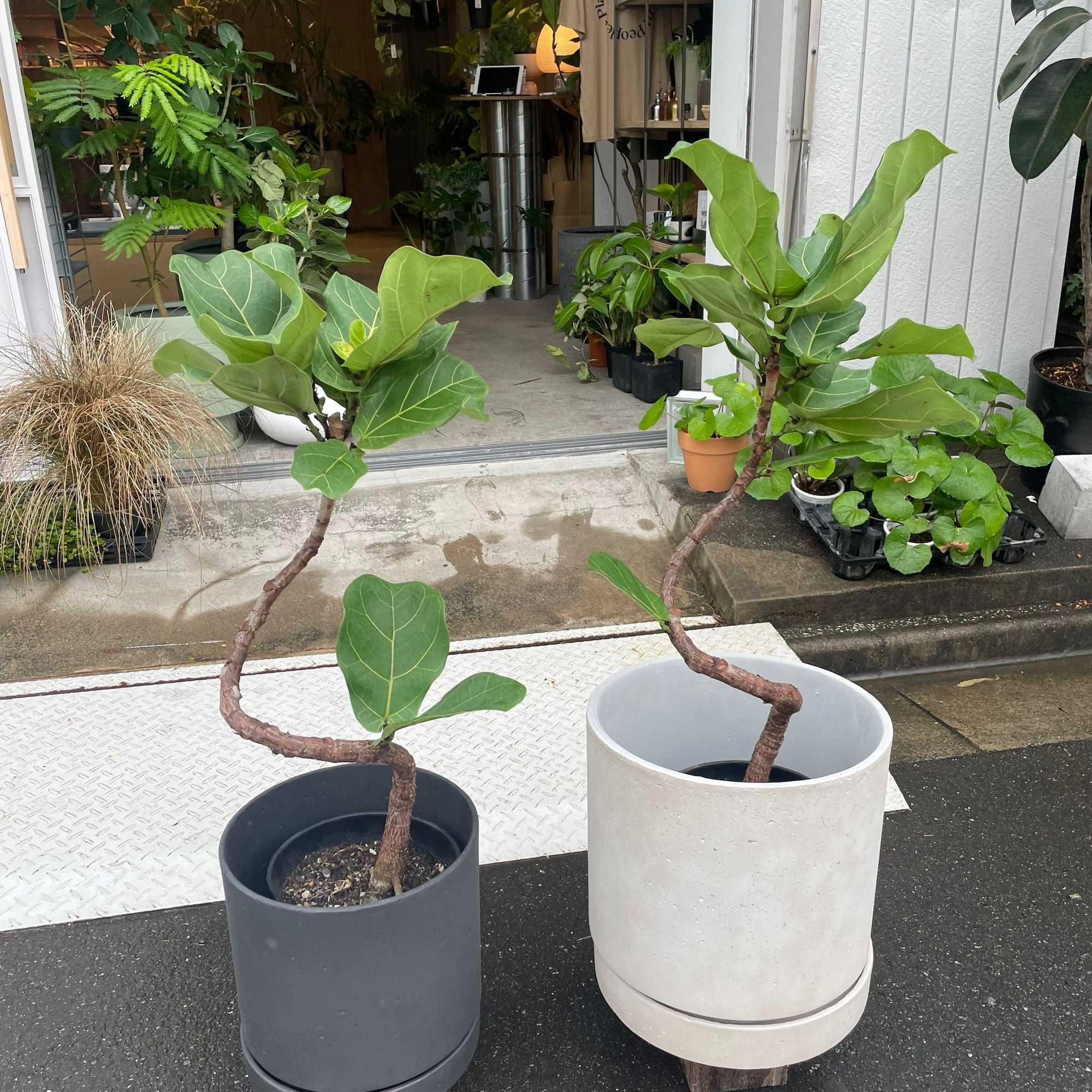 Fiddle Leaf Fig フィドル リーフ フィグ (カシワバゴムノキ)