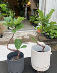 Fiddle Leaf Fig フィドル リーフ フィグ (カシワバゴムノキ)