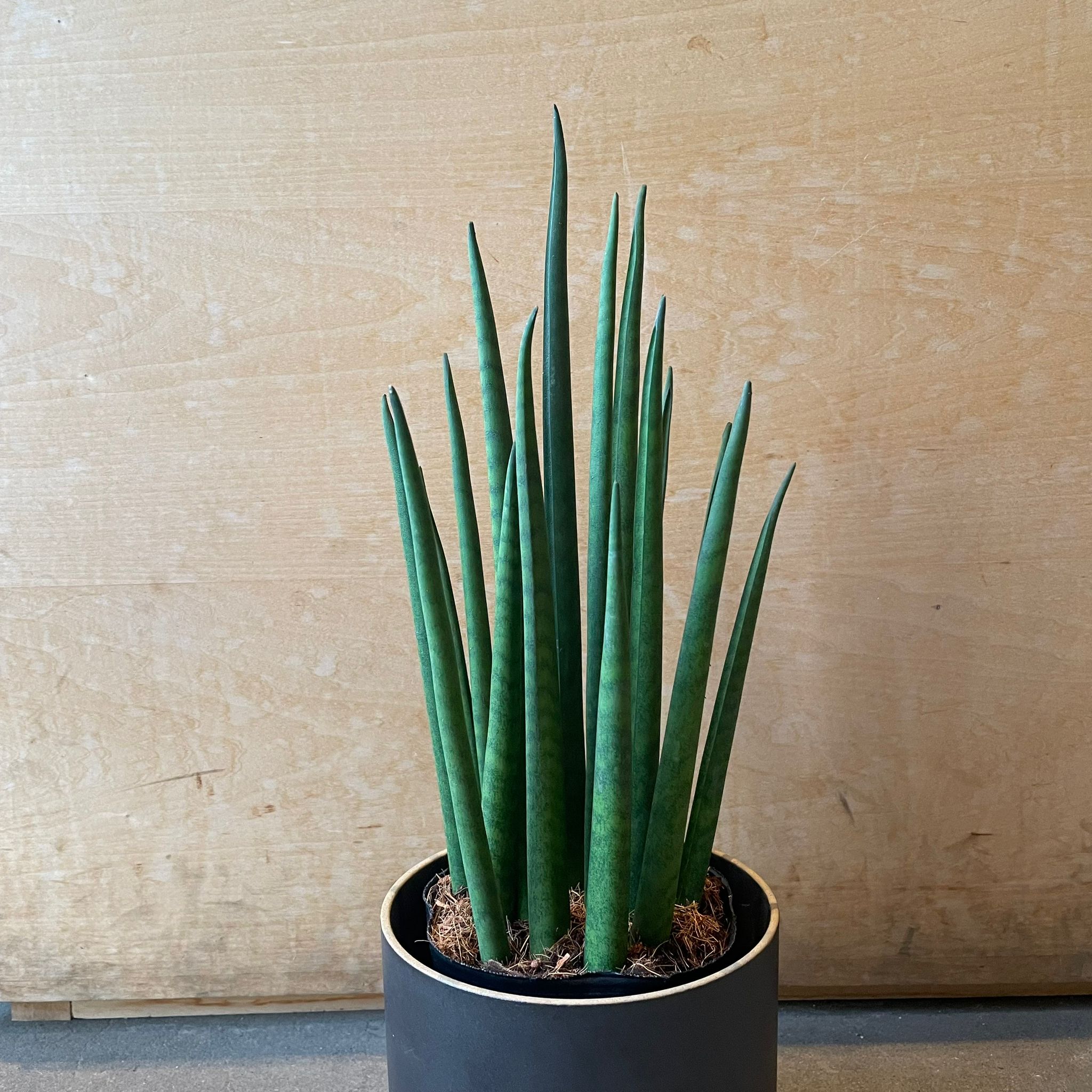 サンスべリア パキュラリスI インドアプランツ I プラントソサエティ