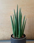 Snake Plant (Sansevieria bacularis) サンスベリア パキュラリス