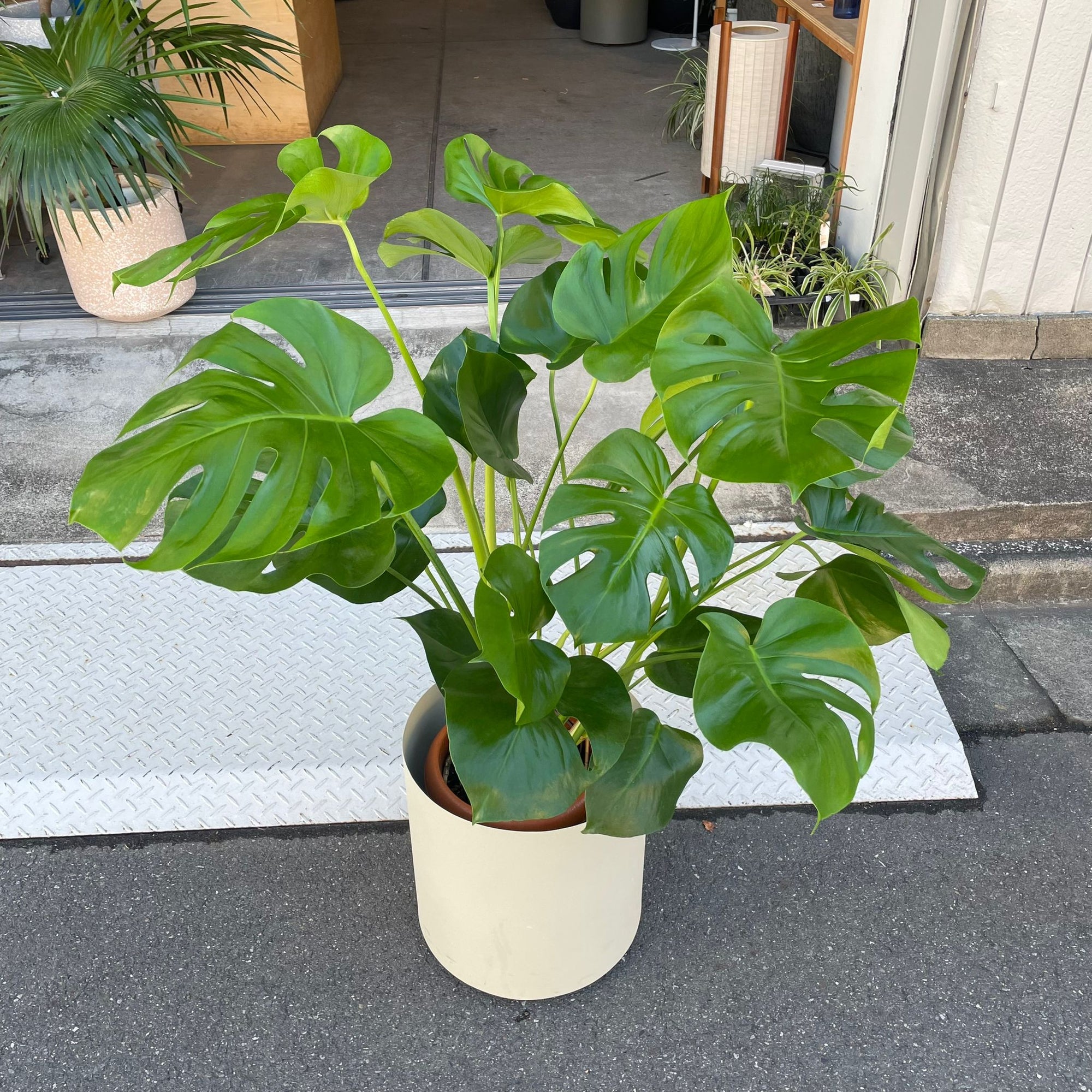 Fruit Salad Plant (Monstera deliciosa)  モンステラ デリシオーサ