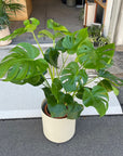 Fruit Salad Plant (Monstera deliciosa)  モンステラ デリシオーサ