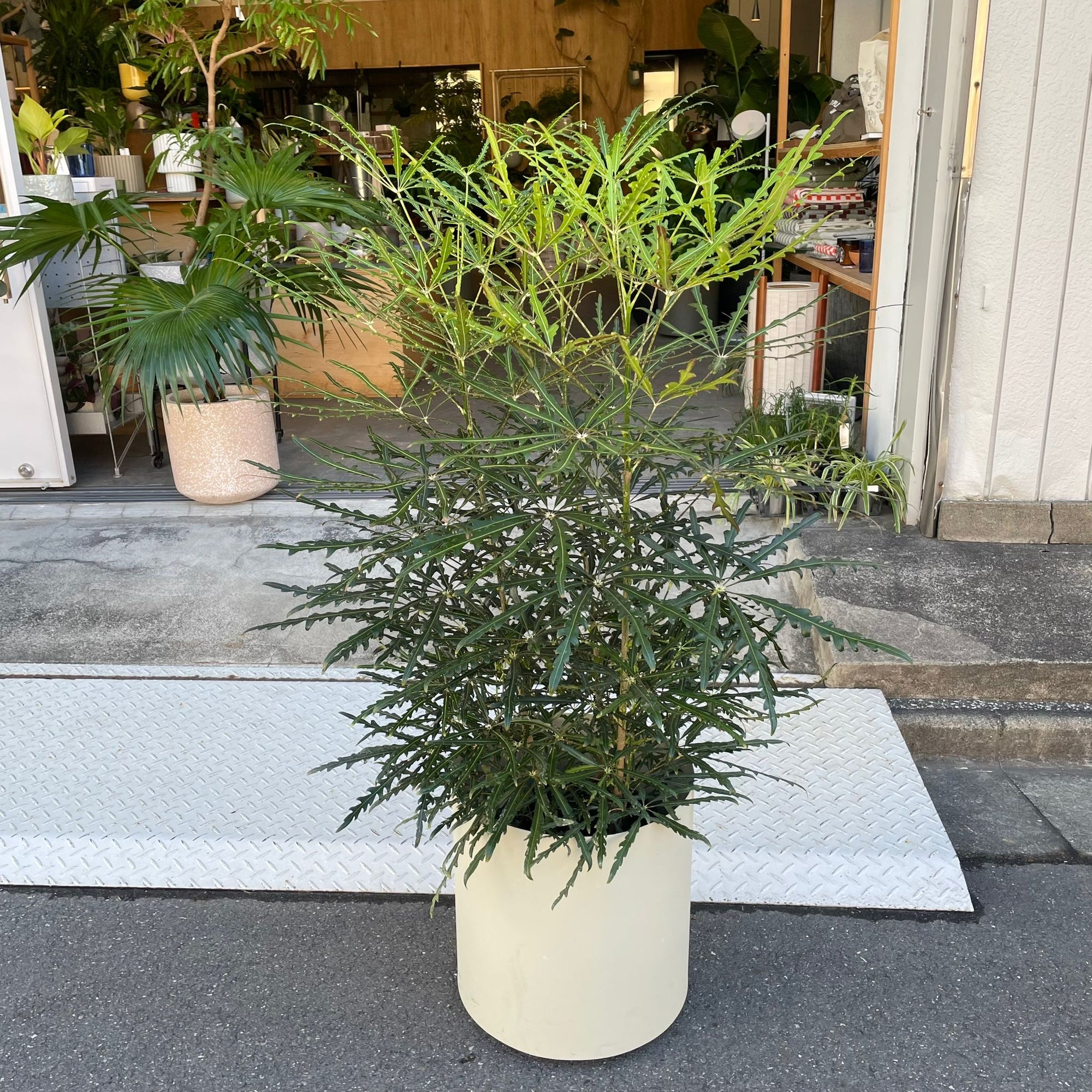 Schefflera elegantissima アラレヤ