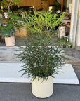 Schefflera elegantissima アラレヤ