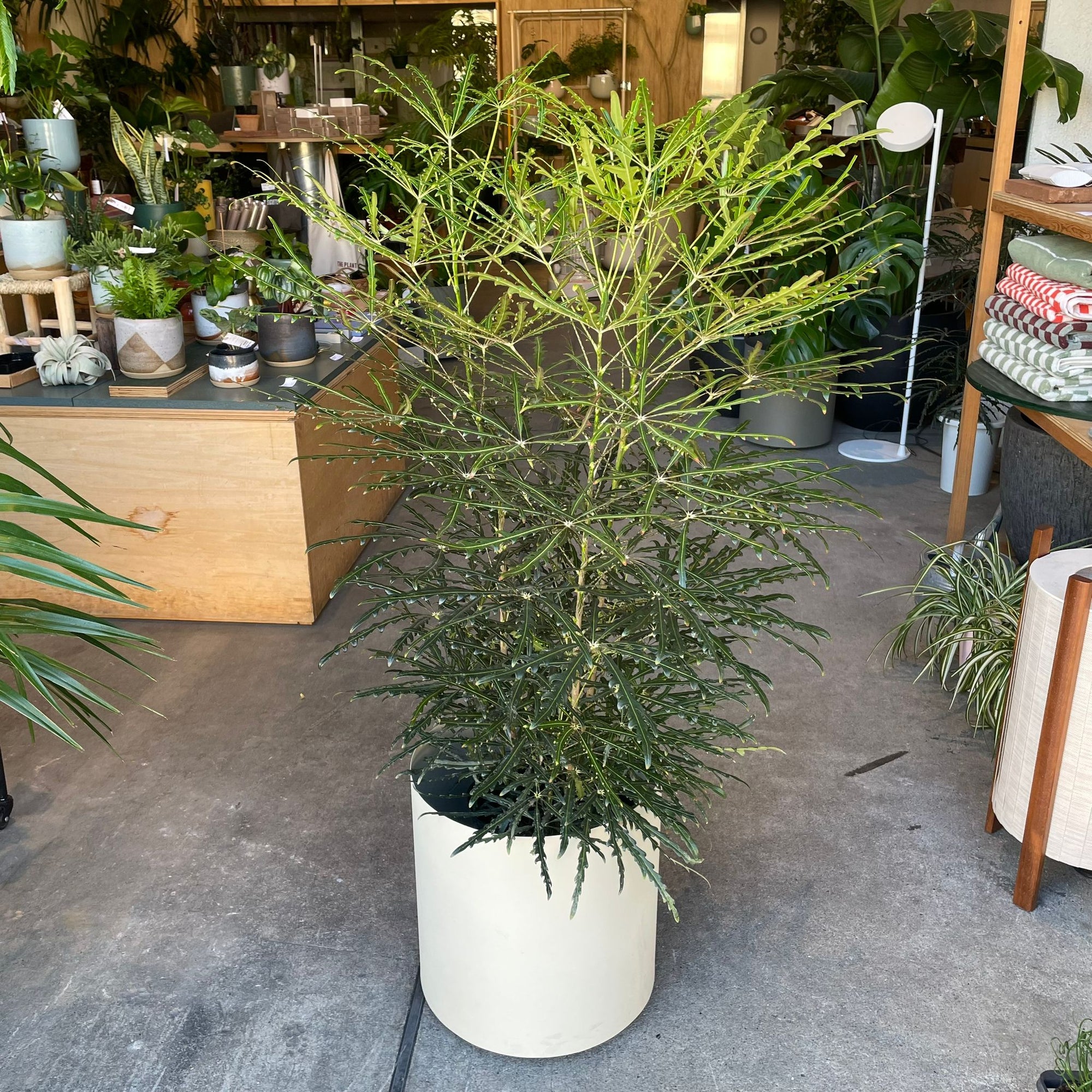 Schefflera elegantissima アラレヤ