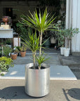 Dragon Tree ドラセナ コンシンネ