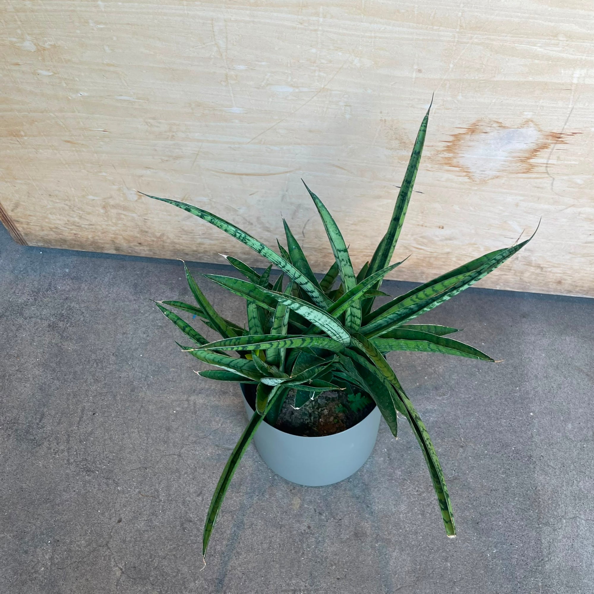 Sansevieria 'Hybrid' サンスベリア ハイブリッド