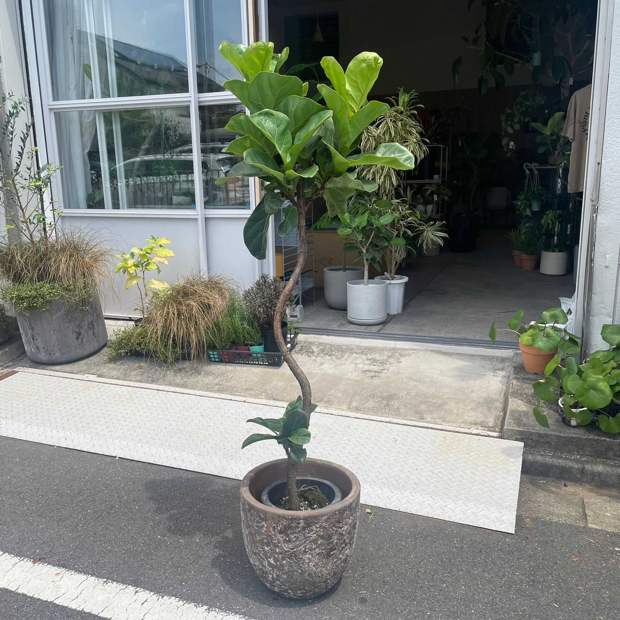 Fiddle Leaf Fig フィドル リーフ フィグ (カシワバゴムノキ)