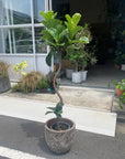 Fiddle Leaf Fig フィドル リーフ フィグ (カシワバゴムノキ)