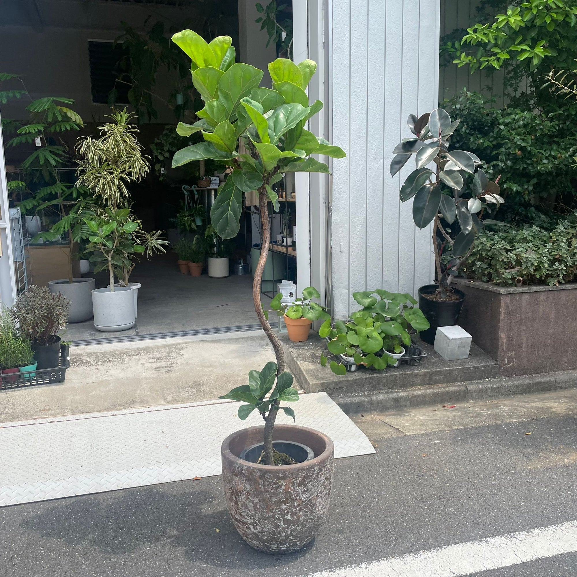 Fiddle Leaf Fig フィドル リーフ フィグ (カシワバゴムノキ)