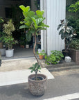 Fiddle Leaf Fig フィドル リーフ フィグ (カシワバゴムノキ)
