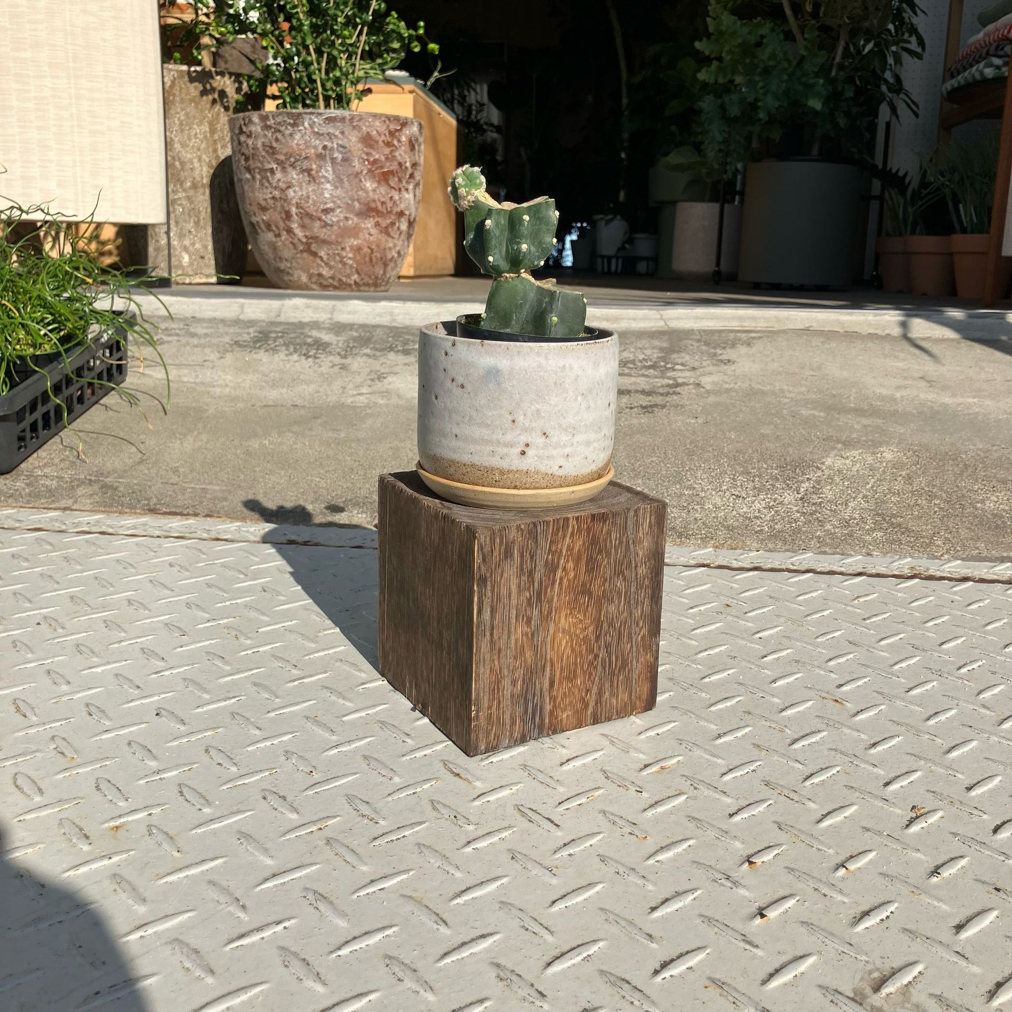 柱サボテン