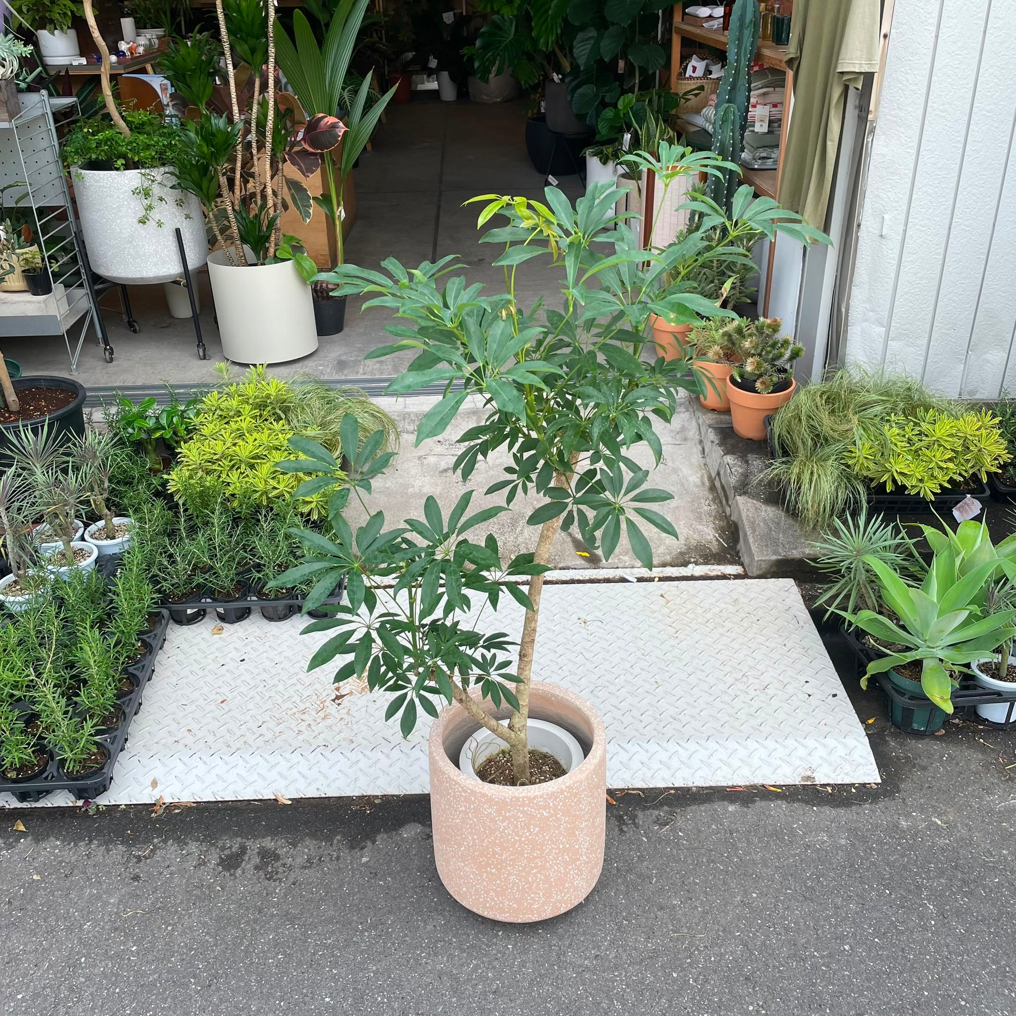 Dwarf Umbrella Tree Assort シェフレラ