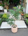 Dwarf Umbrella Tree Assort シェフレラ