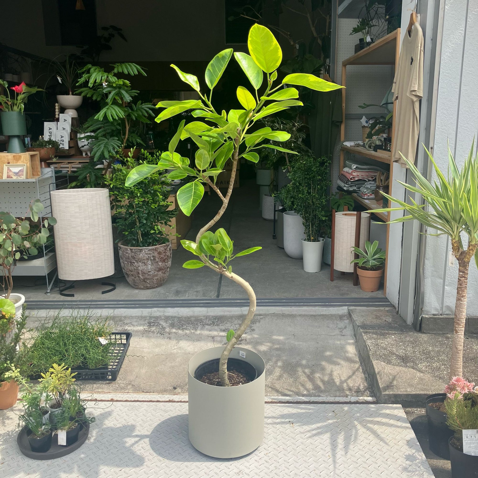 Ficus Altissima フィカス アルテシマ