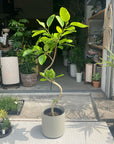 Ficus Altissima フィカス アルテシマ