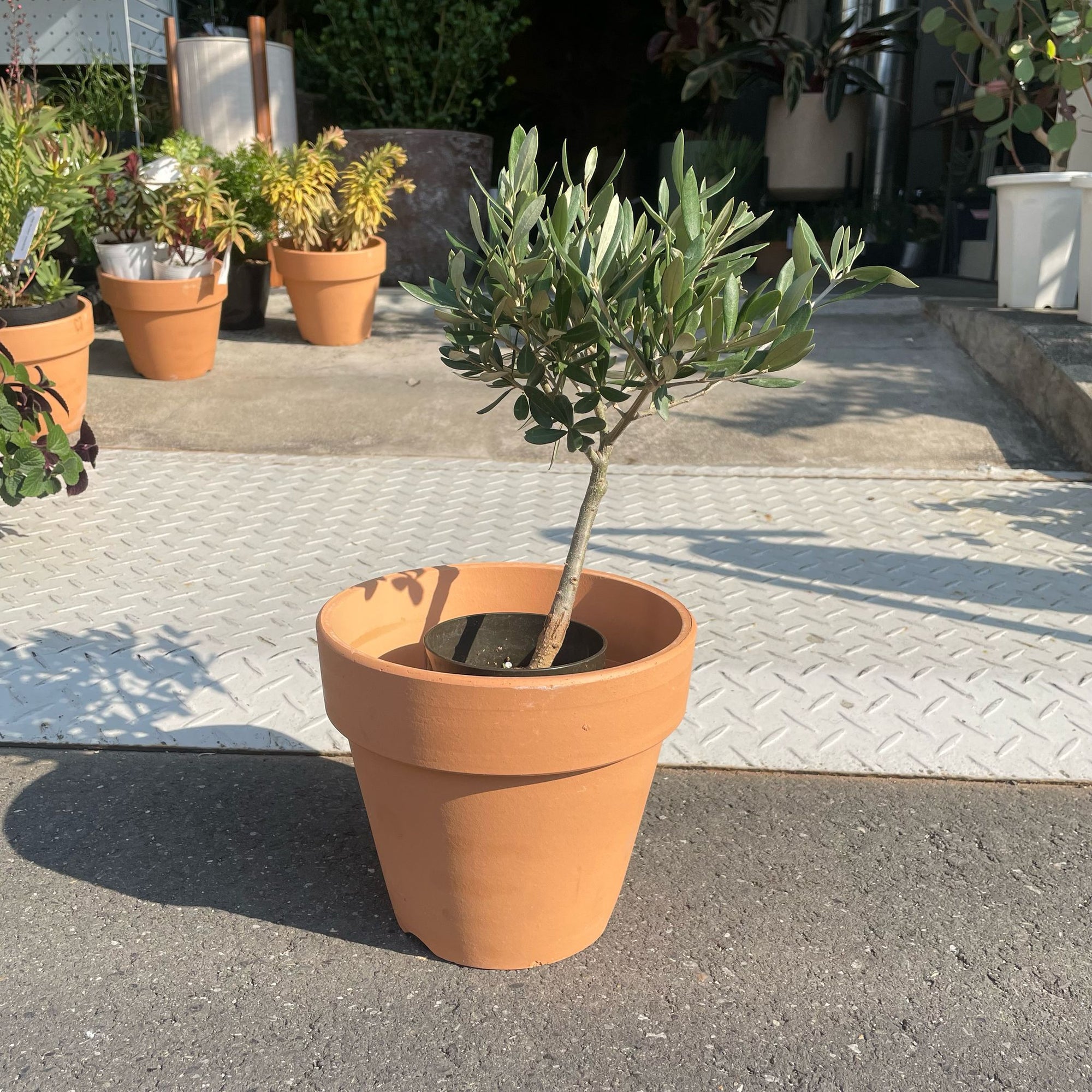 Olive オリーブ