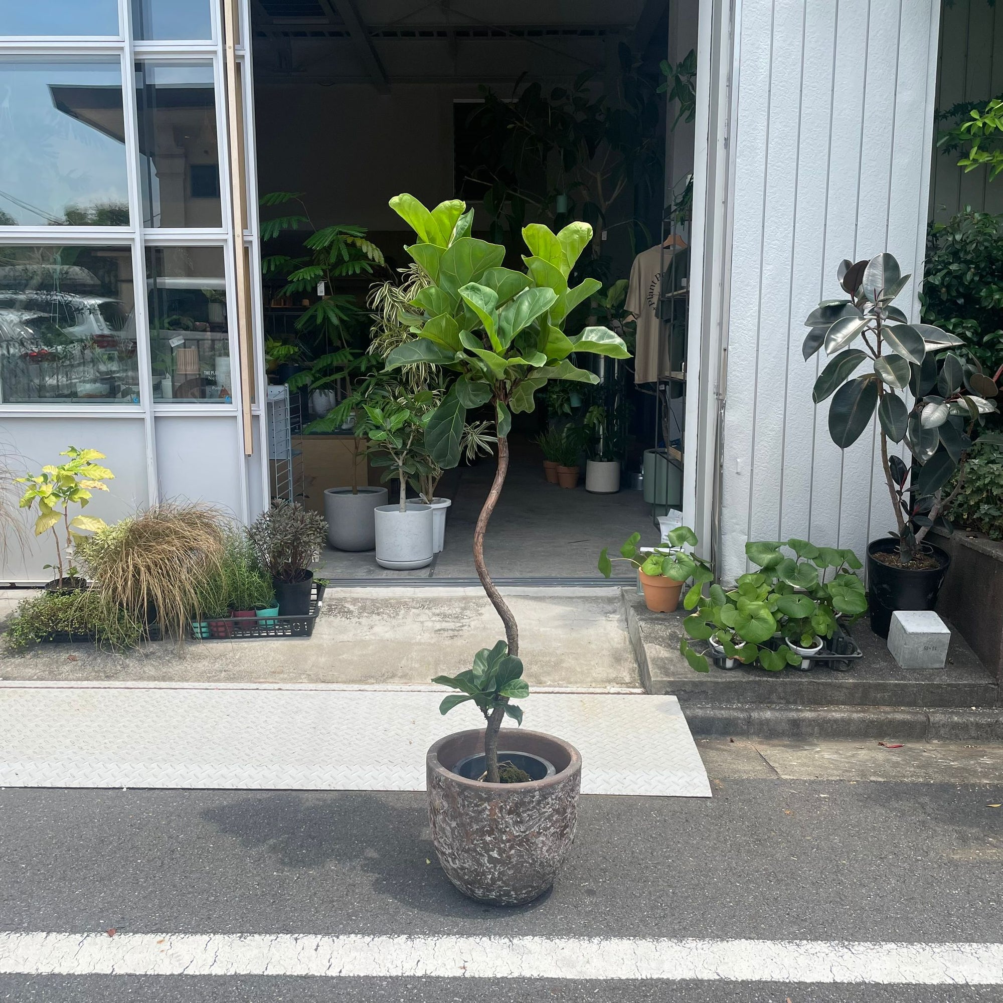 Fiddle Leaf Fig フィドル リーフ フィグ (カシワバゴムノキ)