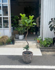 Fiddle Leaf Fig フィドル リーフ フィグ (カシワバゴムノキ)