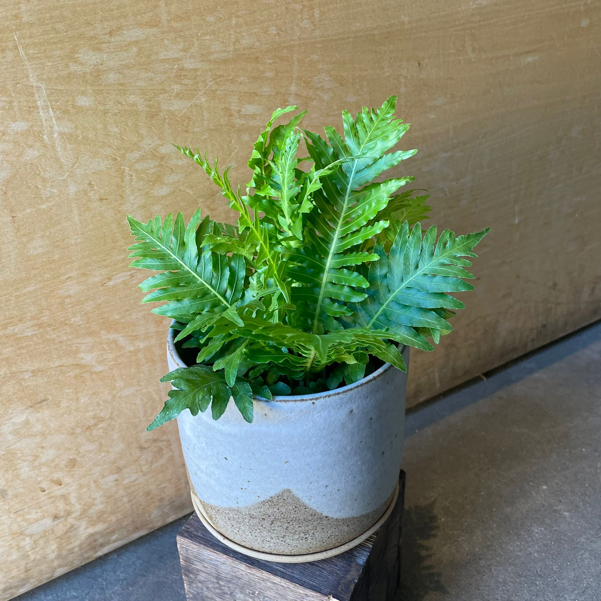 希少❗️サイズ大❗️ブレクナム　シルバーレディ✨ Blechnum gibbum 'Silver lady' ブレクナム シルバーレディ I インドア