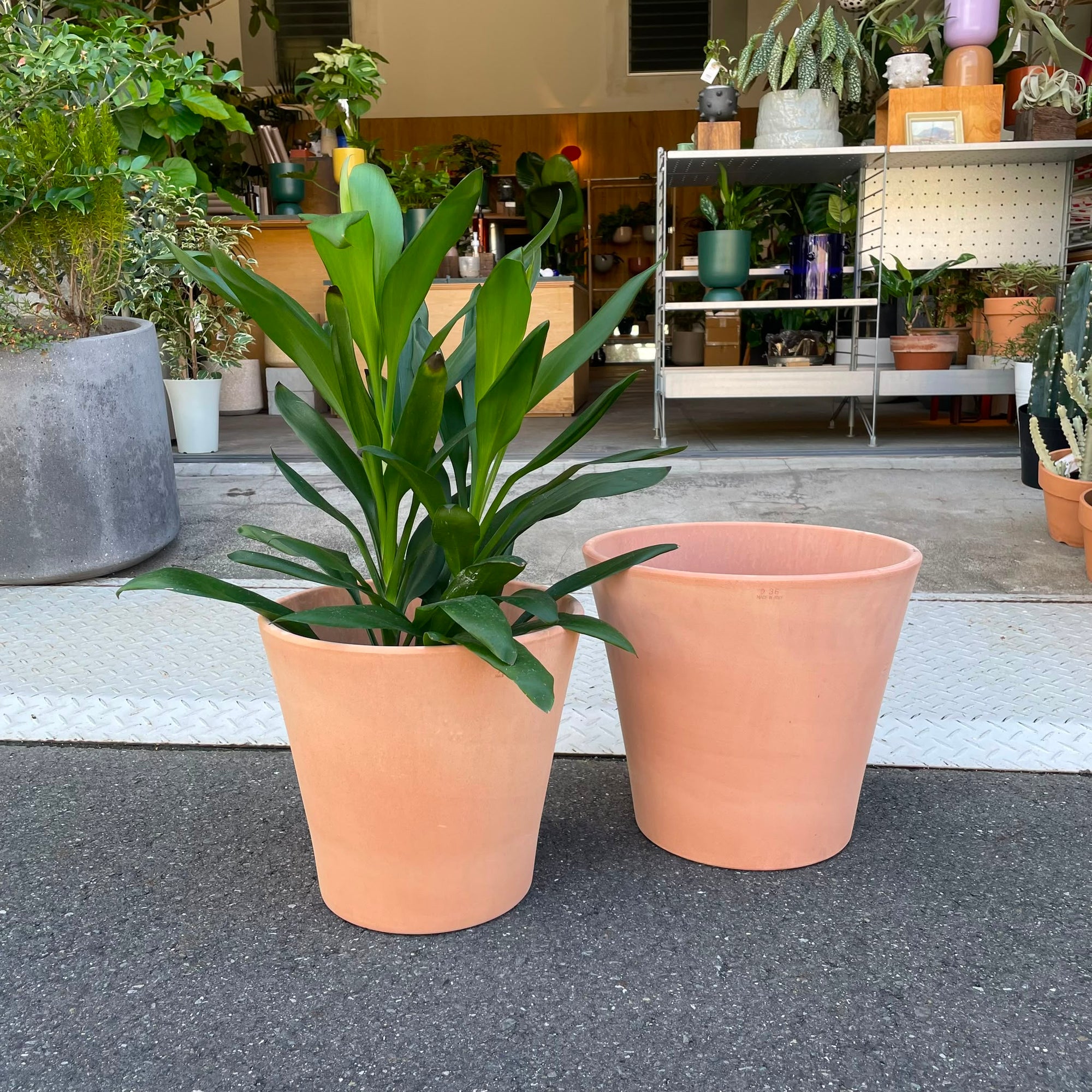 Jubilee Terracotta  Planter ジュビリー テラコッタプランター