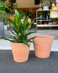 Jubilee Terracotta  Planter ジュビリー テラコッタプランター