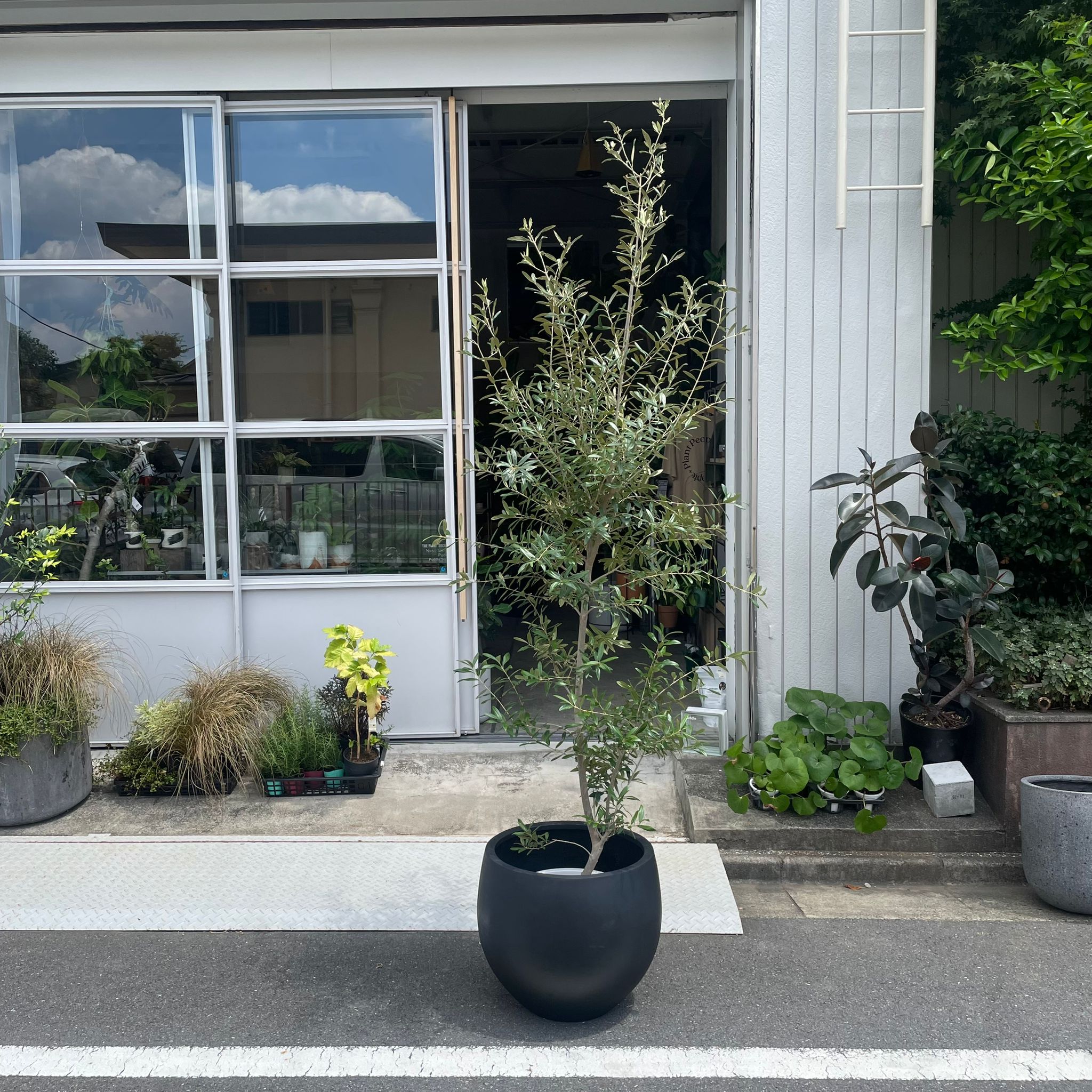 安い大きな植木鉢｜床置き｜室内用｜大きな鉢＠鉢の専門店onajimi