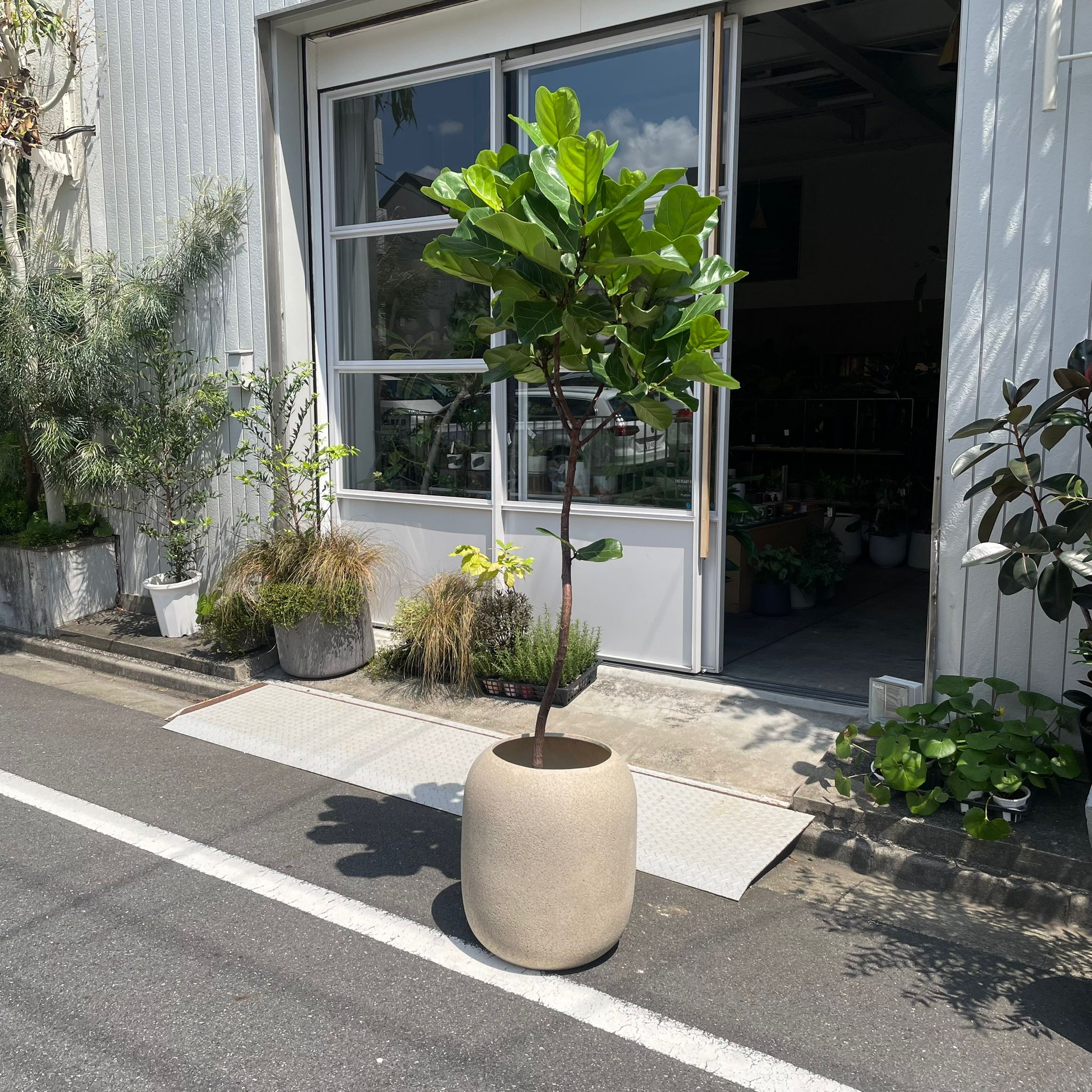 カシワバゴムノキ(フィカス・リラータ) I インドアプランツ I プラント