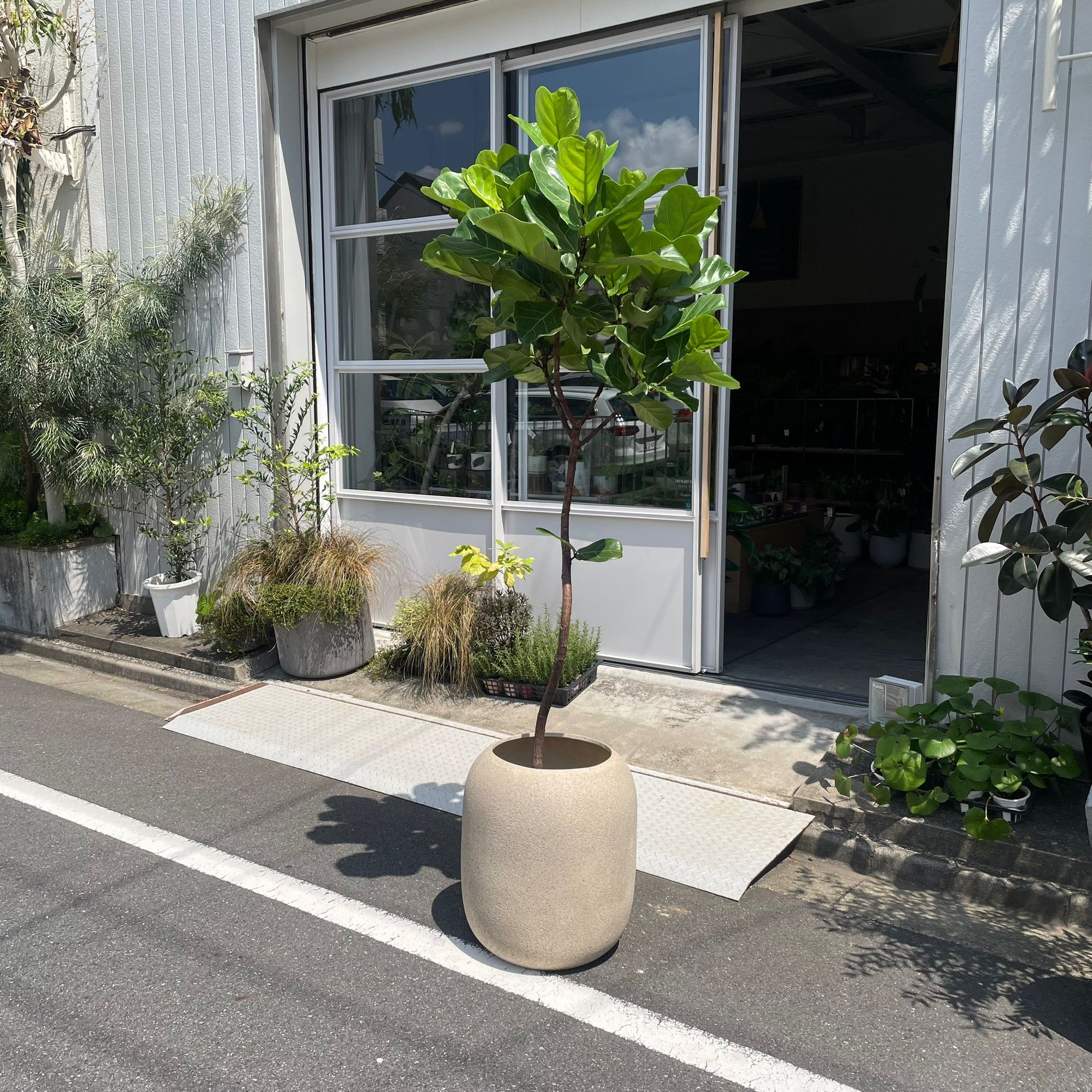 Fiddle Leaf Fig フィドル リーフ フィグ (カシワバゴムノキ)