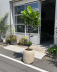 Fiddle Leaf Fig フィドル リーフ フィグ (カシワバゴムノキ)