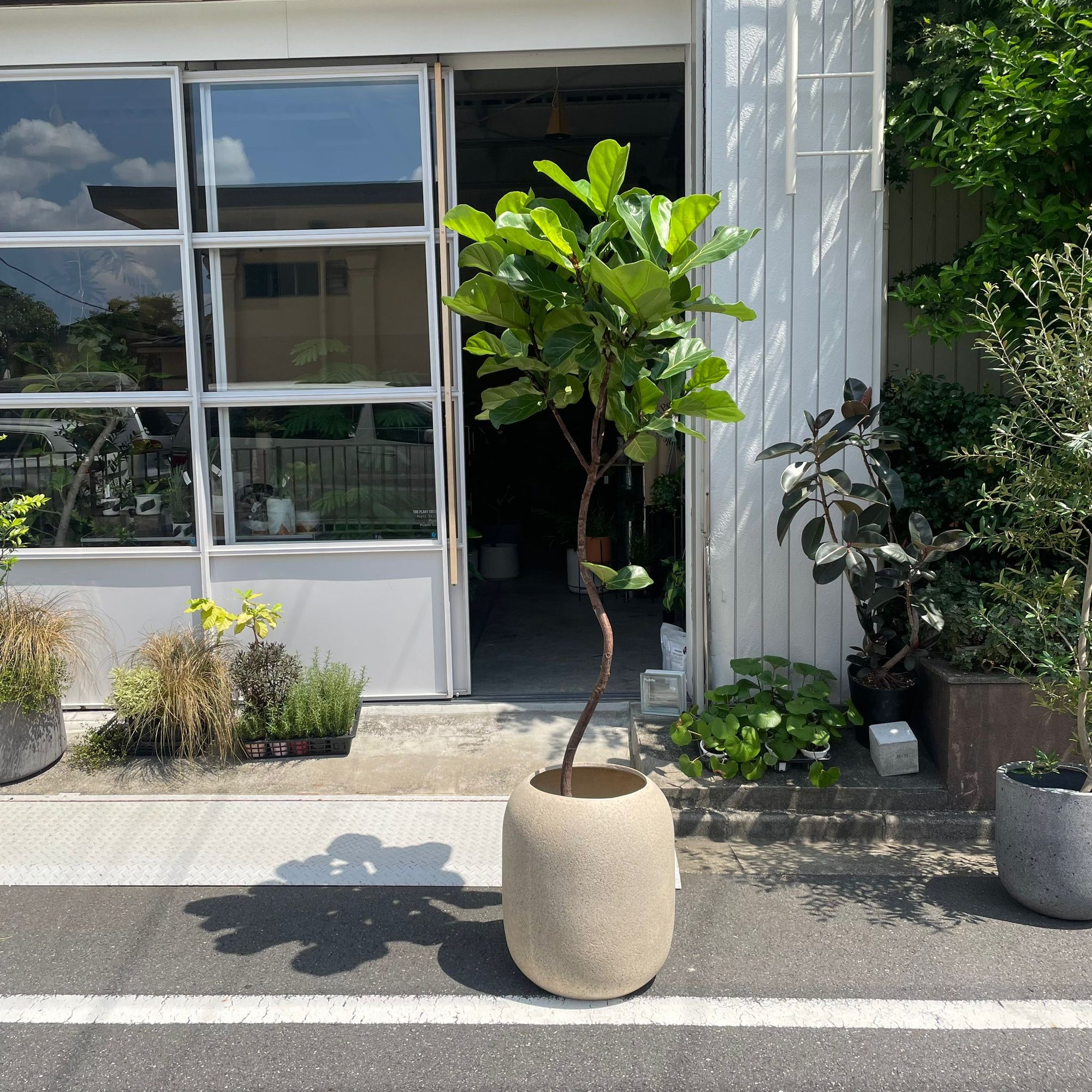 Fiddle Leaf Fig フィドル リーフ フィグ (カシワバゴムノキ)