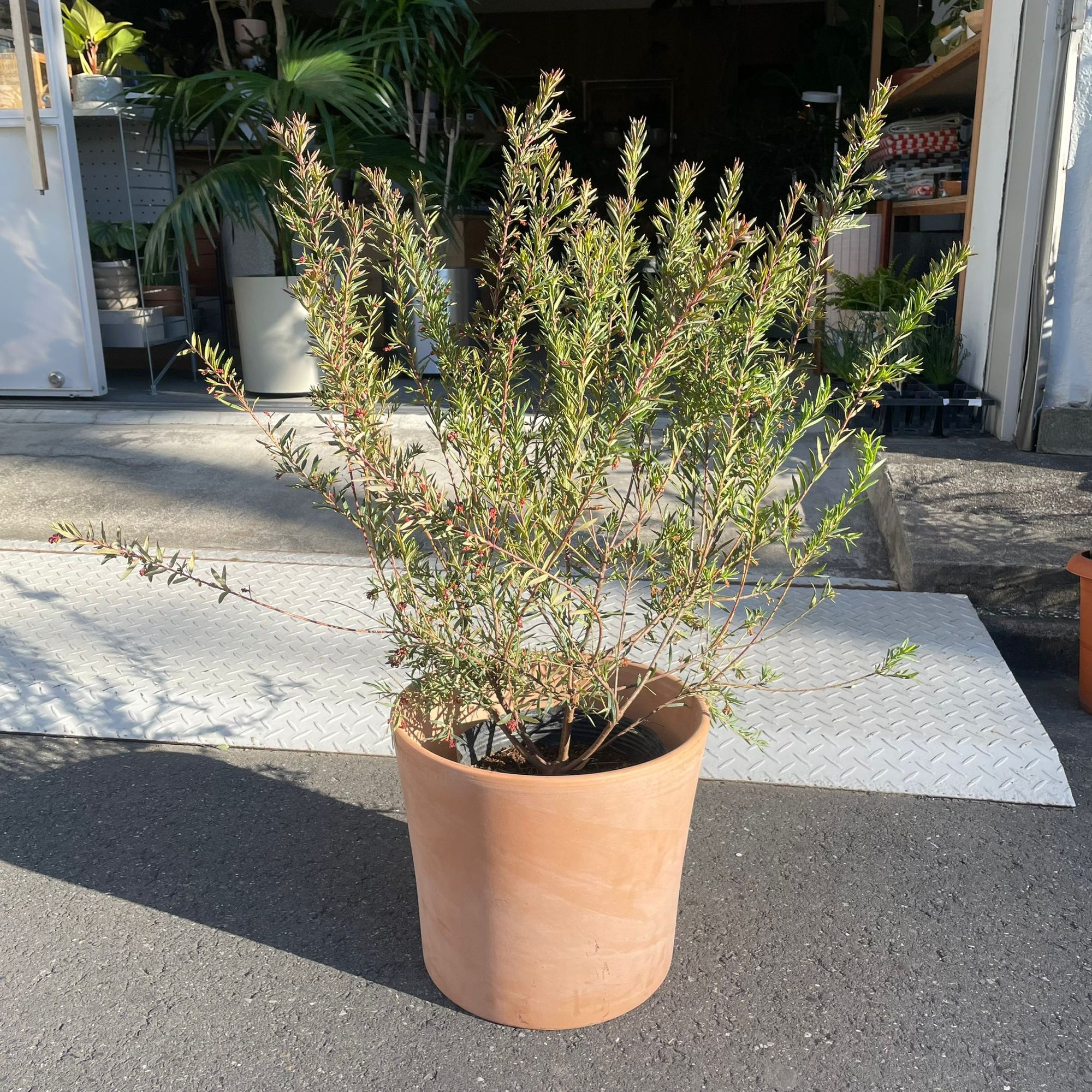 spider-flower グレビリア ジョンエバンス