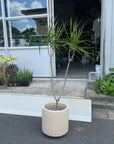 Dragon Tree ドラセナ コンシンネ