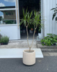 Dragon Tree ドラセナ コンシンネ