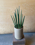 Snake Plant (Sansevieria bacularis) サンスベリア パキュラリス