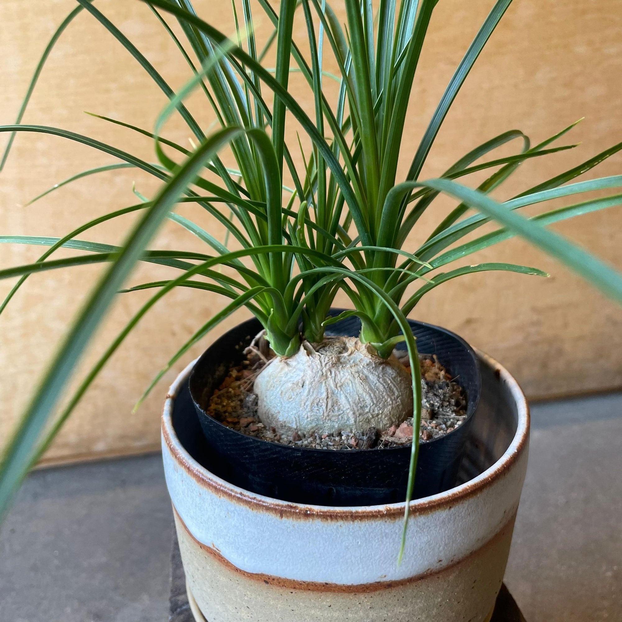 Ponytail Palm ポニーテールパーム トックリラン