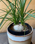 Ponytail Palm ポニーテールパーム トックリラン