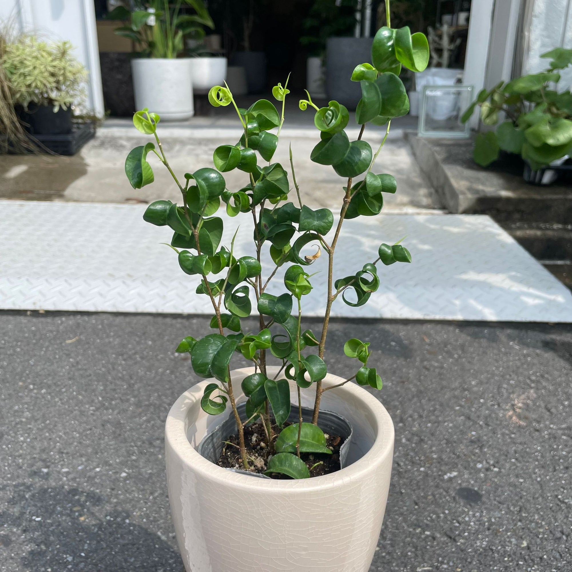 Ficus benjamina barok フィカス ベンジャミン バロック