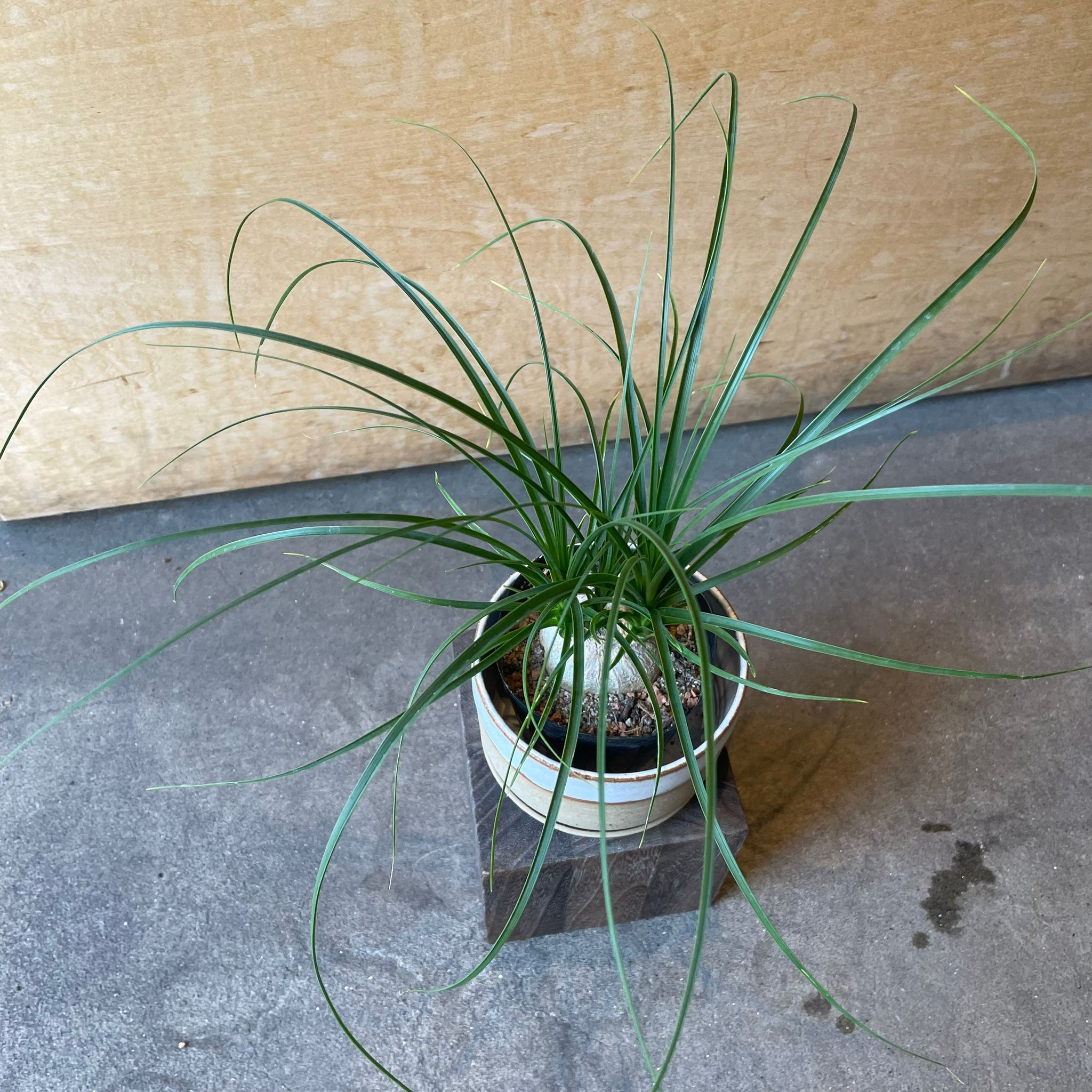 トックリランポニーテール Ponytail Palm ポニーテールパーム トックリラン I インドアプランツ I