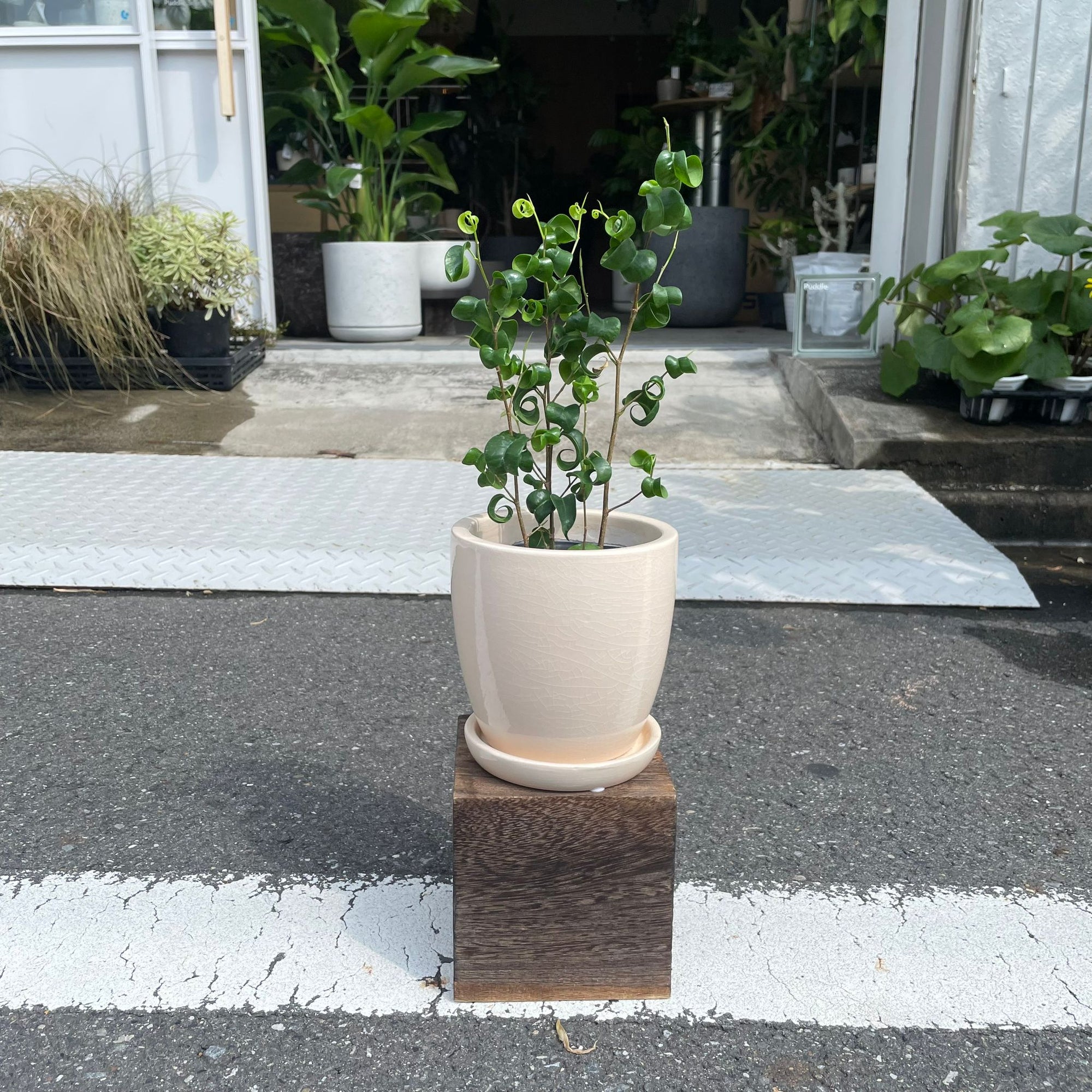 Ficus benjamina barok フィカス ベンジャミン バロック