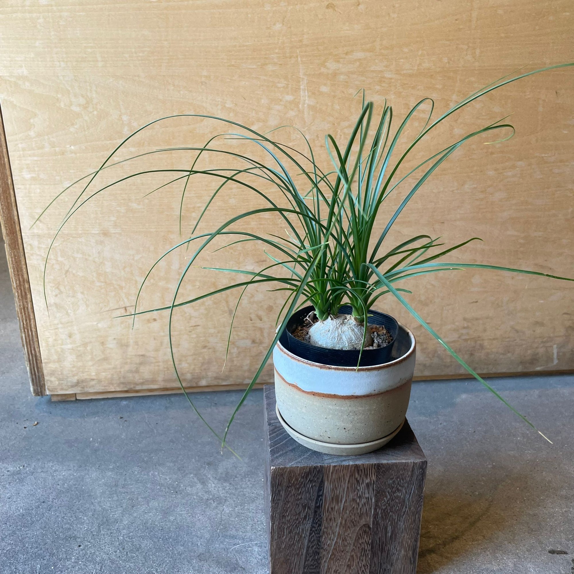 Ponytail Palm ポニーテールパーム トックリラン