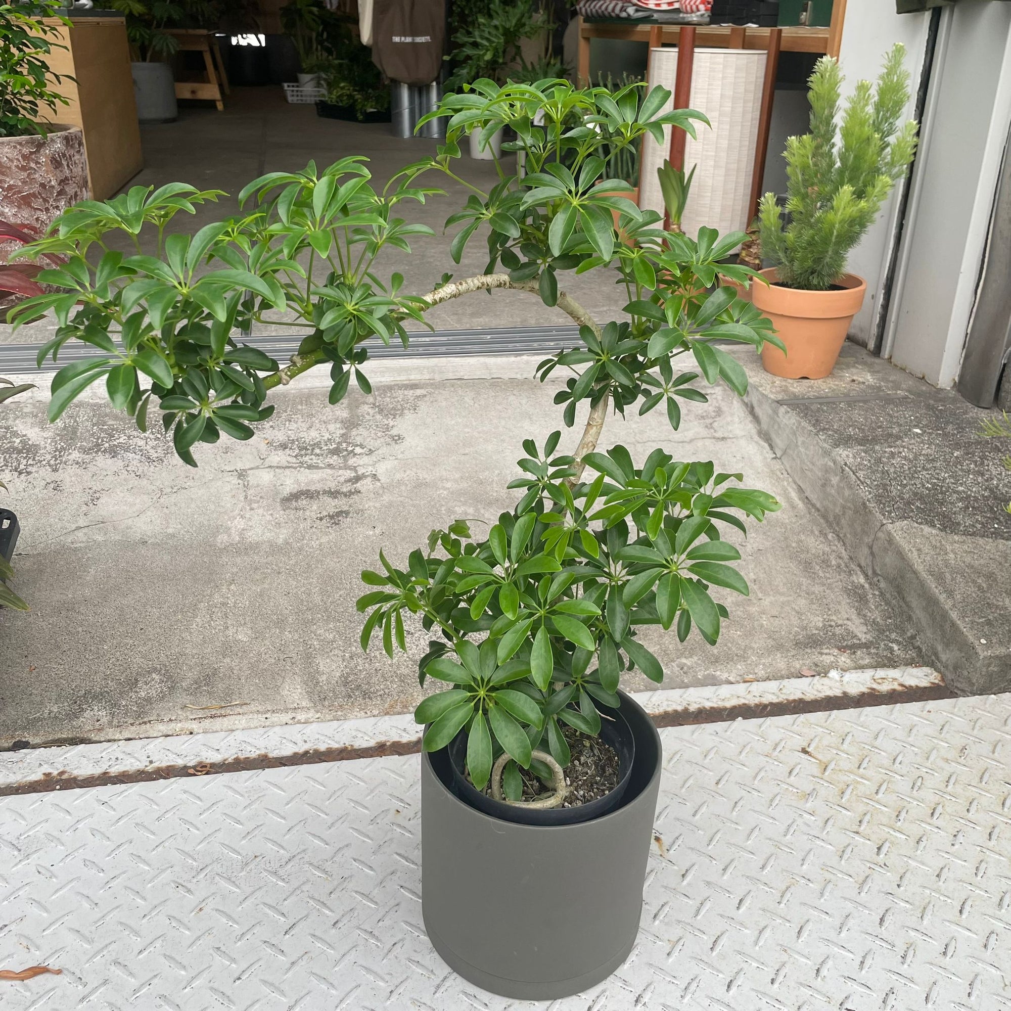 Dwarf Umbrella Tree Assort シェフレラ