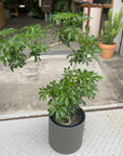 Dwarf Umbrella Tree Assort シェフレラ