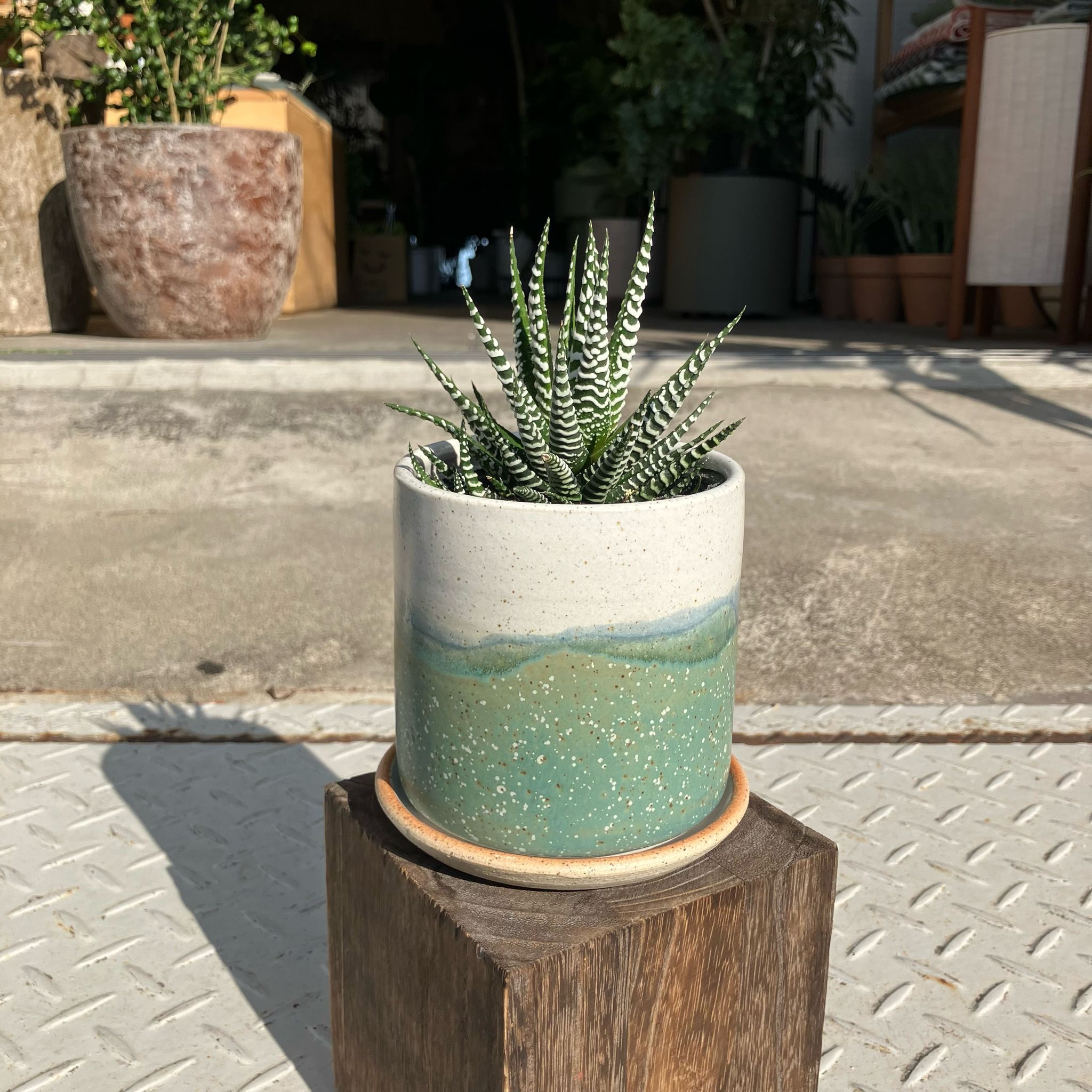 Zebra haworthia ハオルチア 十二の巻 I インドアプランツ I プラント
