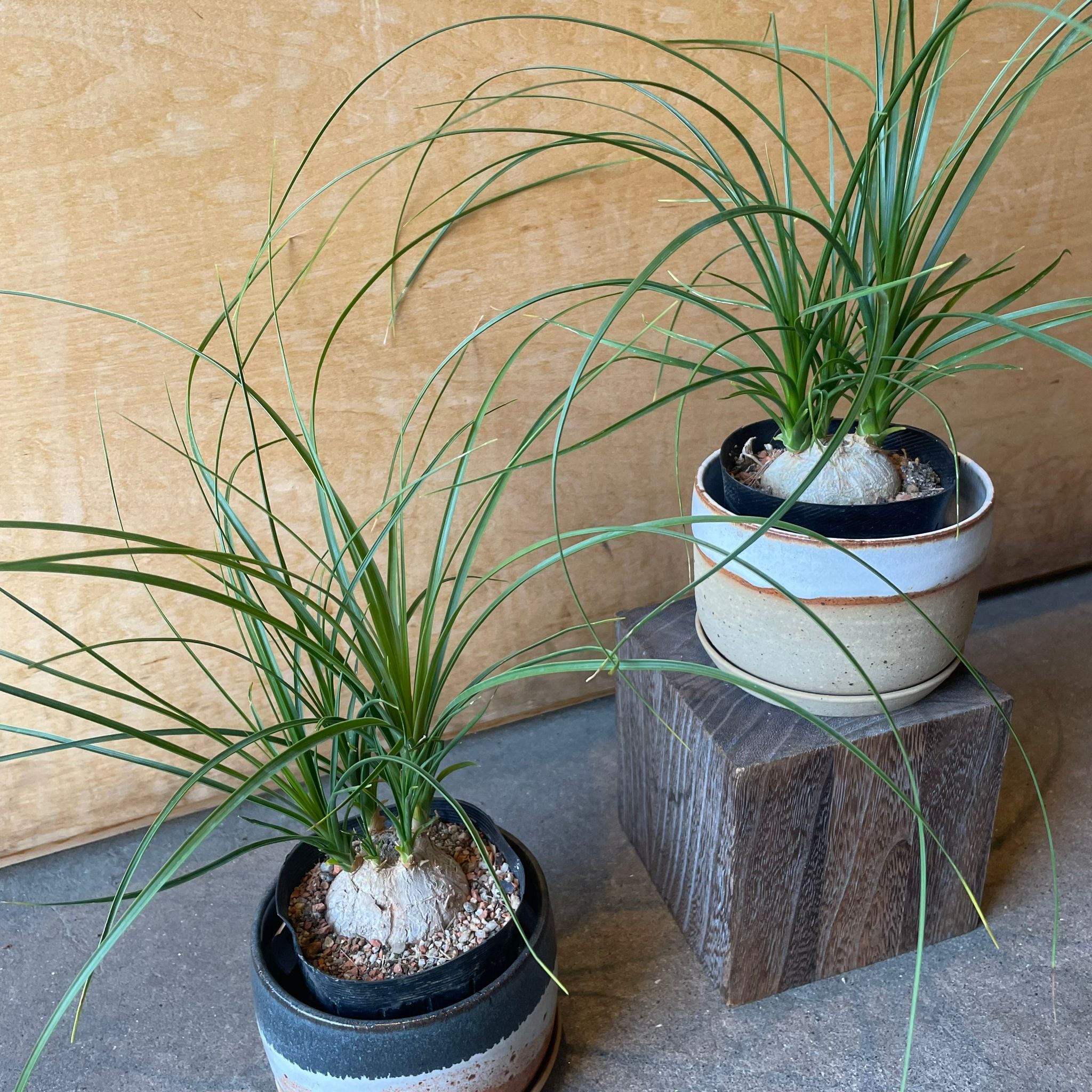 Ponytail Palm ポニーテールパーム トックリラン I インドアプランツ I