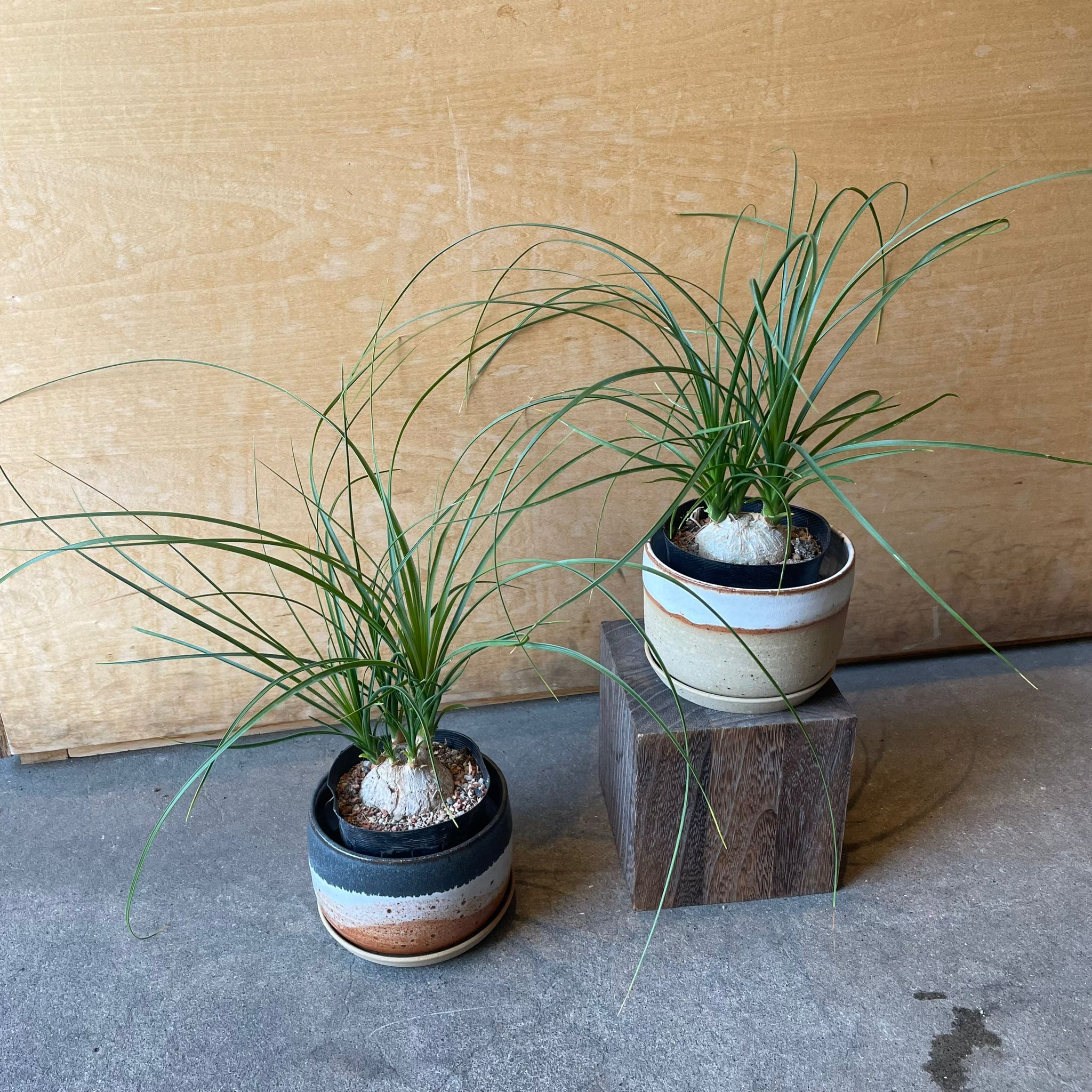 Ponytail Palm ポニーテールパーム トックリラン I インドアプランツ I