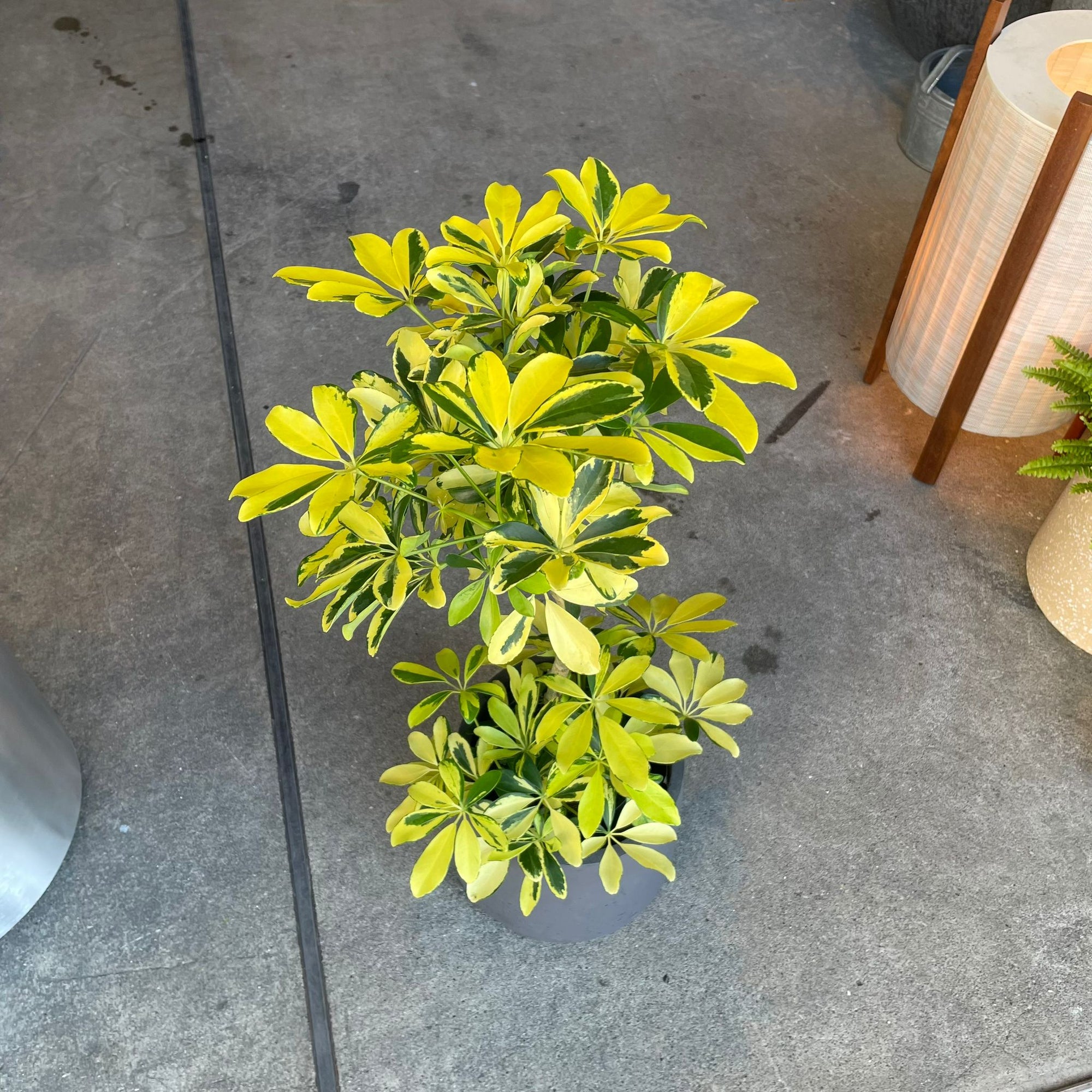 Dwarf Schefflera シェフレラ・ハッピーイエロー