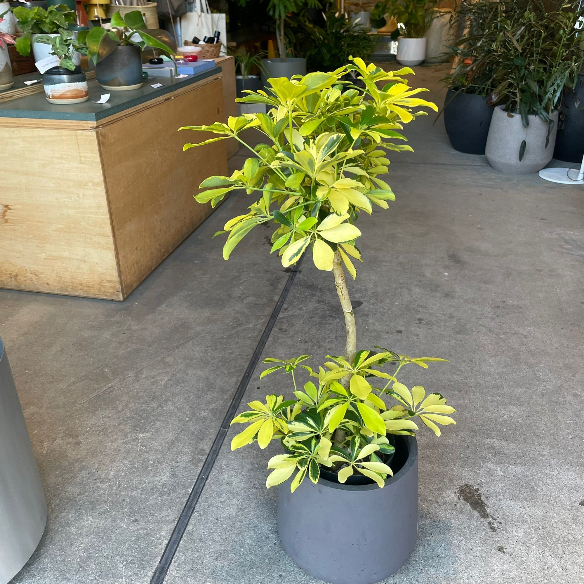 Dwarf Schefflera シェフレラ・ハッピーイエロー