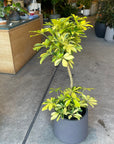 Dwarf Schefflera シェフレラ・ハッピーイエロー