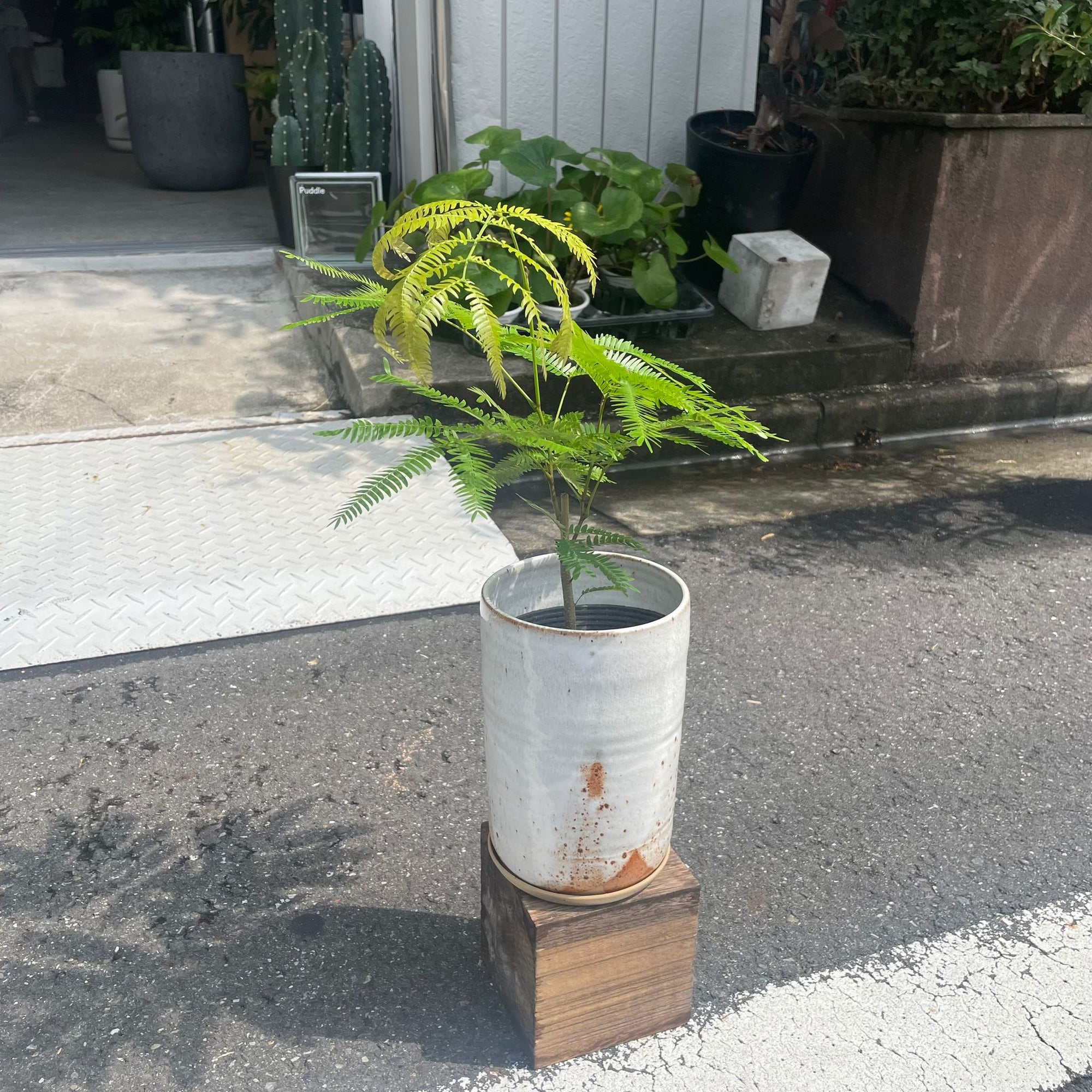 Ever Fresh Tree エバーフレッシュ